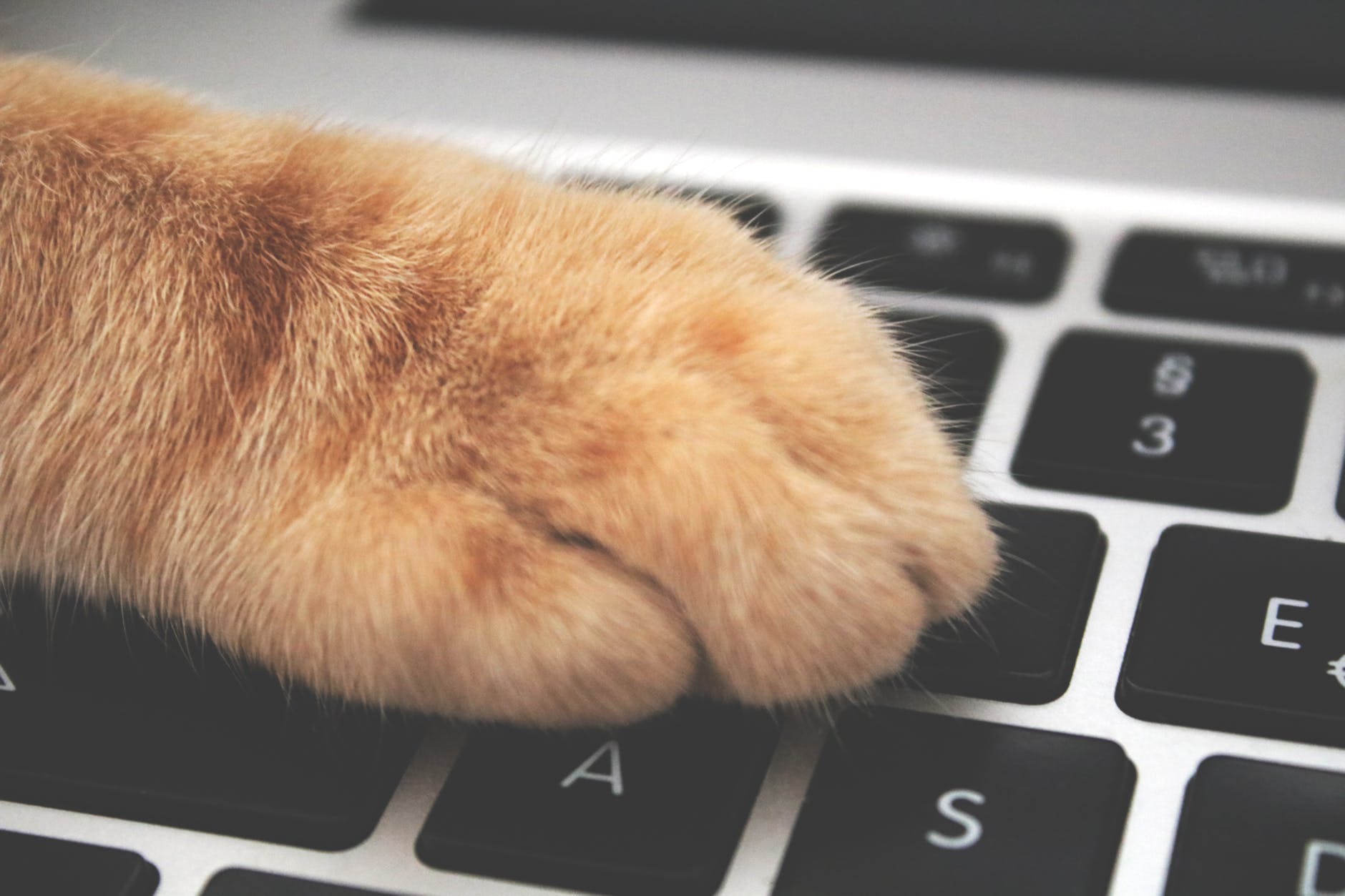 Shortcut Data Import: An Effective Way